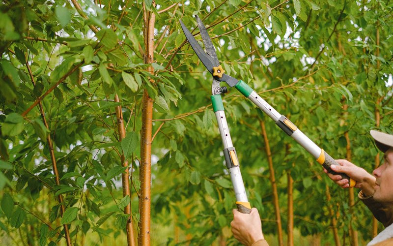 Tree trimming in Downers Grove, IL